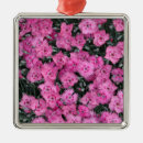 Suche nach nelke ornamente Rosa