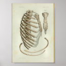 Recherche de cage thoracique posters Vintage
