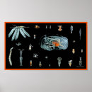 Recherche de poulpe vintage posters Animaux