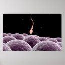 Recherche de fertilité humaine posters Spermatozoïdes