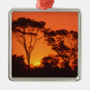 Suche nach baum silhouette ornamente Sonnenaufgang