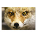 Recherche de renarde photographie Renards