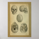 Suche nach vintage schädel poster Anatomie