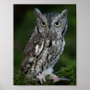 Recherche de hibou gris posters Hiboux