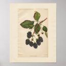 Recherche de deco blackberry posters Plante