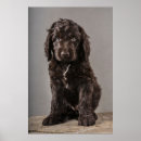 Recherche de cockapoo art Chiot