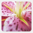 Suche nach bright aufkleber Lebhaft