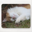 Suche nach schlafenkatze Kätzchen
