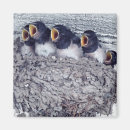 Recherche de hirondelles magnets Animal