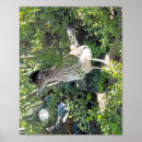 Recherche de roadrunner posters Faune