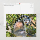 Suche nach madagaskar postkarten Sifaka