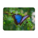 Recherche de papillon bleu de morpho magnets Animal