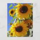 Suche nach sonnenblumen postkarten Himmel