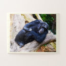 Recherche de chimpanzé puzzles Animal