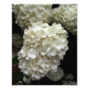 Recherche de boule de neige posters Fleur