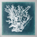 Suche nach sealife poster Coral