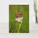 Suche nach weiße schmetterlinge karten Hübsch