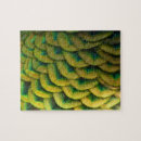 Recherche de paon coloré puzzles Plumes