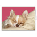Recherche de chihuahua Long poil
