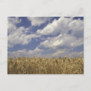 Suche nach weizen postkarten Landschaft