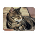 Recherche de dormant magnets Chat