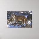Suche nach puma leinwandbilder Raubtier