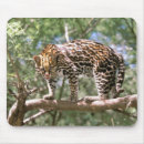 Suche nach amazonas mousepads Tier