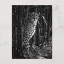 Suche nach cheetah postkarten Große katze