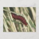 Recherche de chenilles cartes postales Pour tous