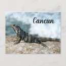 Suche nach lizard postkarten Tier