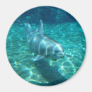 Suche nach niedlicher delphin magnete Ozean