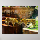 Suche nach tiger poster Katze