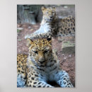 Suche nach großkatze poster Fotografie