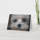 Recherche de apso vœux cartes Chien