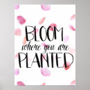Suche nach pfirsich rosen poster Rosa