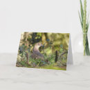 Suche nach vogelkarten karten Vögel