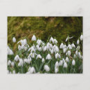Recherche de snowdrops cartes postales Nature