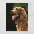 Suche nach irish setter postkarten Tier