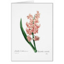 Suche nach rosa hyazinthen postkarten Glücklich