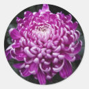 Recherche de chrysanthème autocollants Fleur