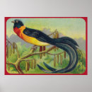 Recherche de ornithologie posters Volière