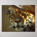 Suche nach leoparden poster Katze