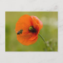 Suche nach mohn postkarten Biene