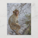 Suche nach gibraltar postkarten Affe