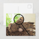 Recherche de poussins cartes postales Nid