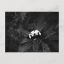 Suche nach weißer schmetterling postkarten Fotografie