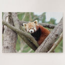 Suche nach roter panda puzzle Wild