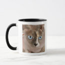 Suche nach sphynx katze tassen Tier