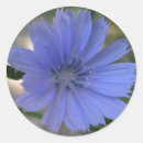 Suche nach kornblumen aufkleber Maisblume