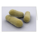 Recherche de prokaryote cartes postales Pathogène